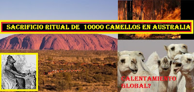 Sacrificio ritual de 10 mil camellos en AUSTRALIA bajo el disfraz del cambio climático #Katecon2006